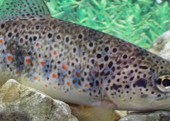 La regione del Veneto difendera’ la semina delle specie ittiche alloctone di fronte alla commissione politiche agricole