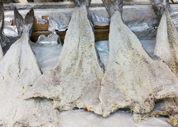 Lavorazione Baccalà e stoccafisso dichiarata Patrimonio Culturale Immateriale Campano