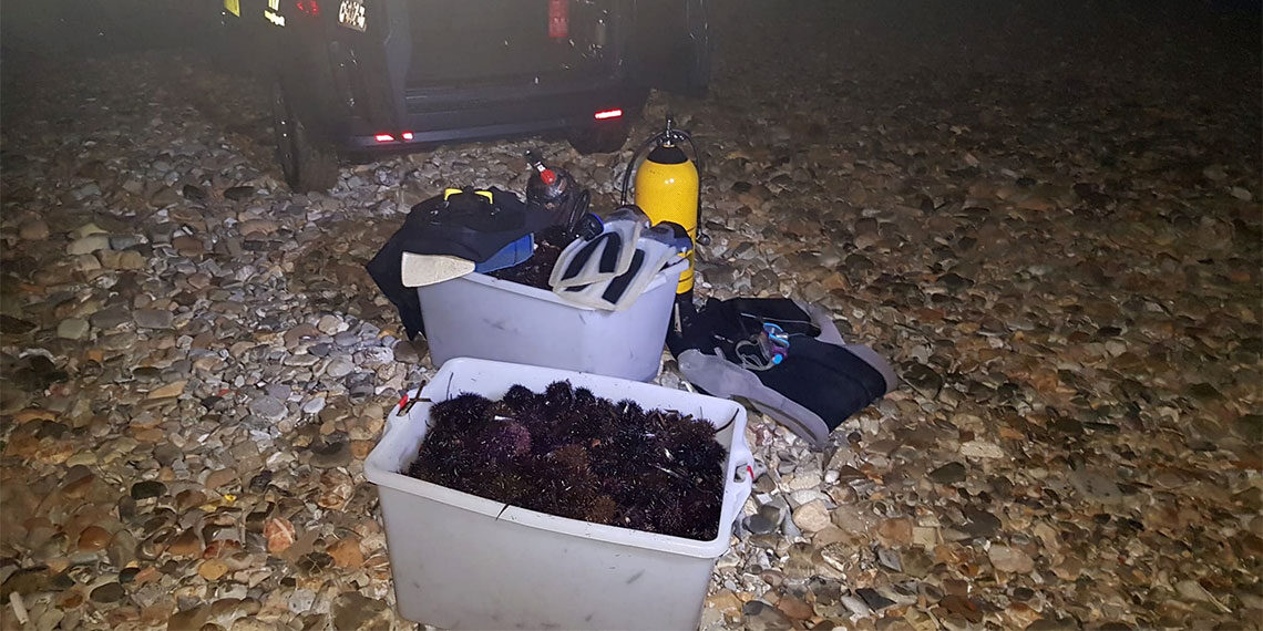 Operazione “riccio di mare”: a civitavecchia fermati due pescatori di frodo