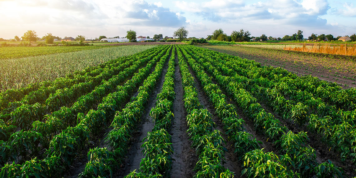 Regione Lazio: 1 mld e 105 mln di euro per l’agricoltura