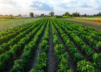 Regione Lazio: 1 mld e 105 mln di euro per l’agricoltura