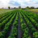 Regione Lazio: 1 mld e 105 mln di euro per l’agricoltura