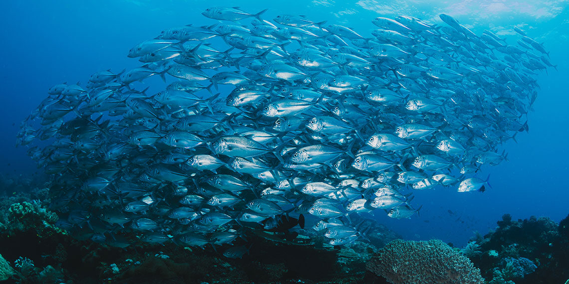 Campania regione virtuosa nella spesa dei fondi europei in agricoltura e pesca