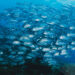 Campania regione virtuosa nella spesa dei fondi europei in agricoltura e pesca