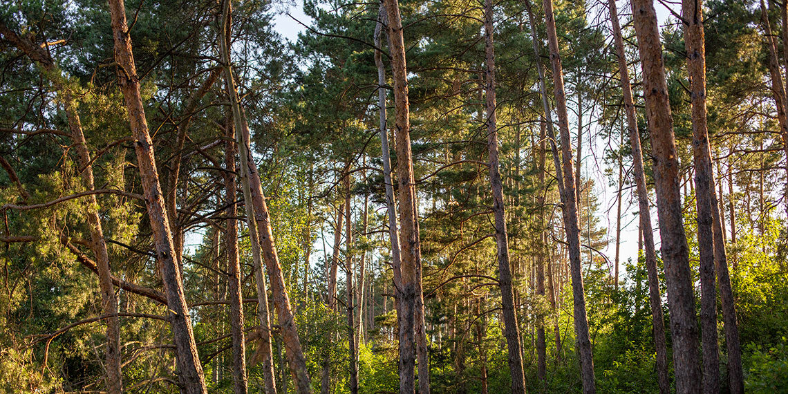 Sabaudia, al Parco Nazionale del Circeo workshop su “Foreste sane e resilienti tra conservazione e uso sostenibile”