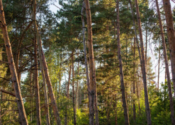 Sabaudia, al Parco Nazionale del Circeo workshop su “Foreste sane e resilienti tra conservazione e uso sostenibile”
