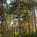 Sabaudia, al Parco Nazionale del Circeo workshop su “Foreste sane e resilienti tra conservazione e uso sostenibile”