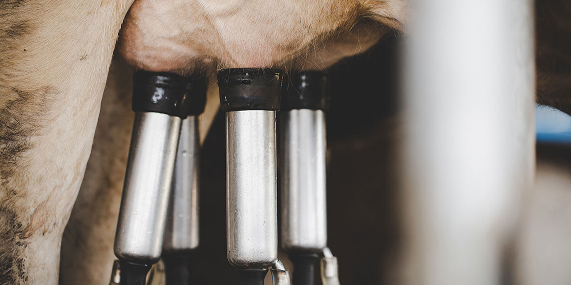 Latte: Lazio chiede intervento del ministro Patuanelli
