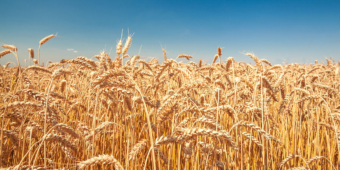 Veneto, assessore Caner, “bene il salva-filiere, ma servono incentivi diretti agli agricoltori per la semina di grano”