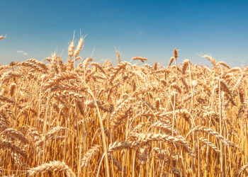 Veneto, assessore Caner, “bene il salva-filiere, ma servono incentivi diretti agli agricoltori per la semina di grano”