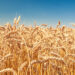 Veneto, assessore Caner, “bene il salva-filiere, ma servono incentivi diretti agli agricoltori per la semina di grano”