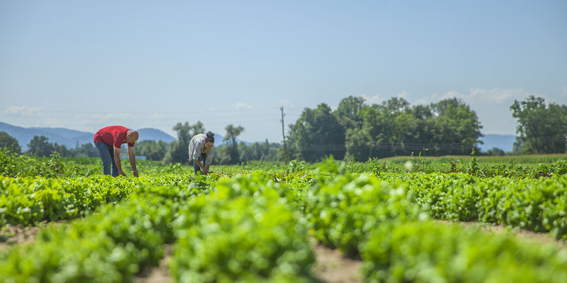 Agricoltura: oltre 25 milioni di euro per i nuovi bandi del PSR Lazio