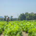 Agricoltura: oltre 25 milioni di euro per i nuovi bandi del PSR Lazio