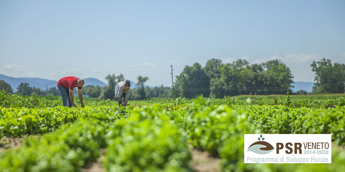 Agricoltura, Veneto proroga scadenza di due bandi PSR