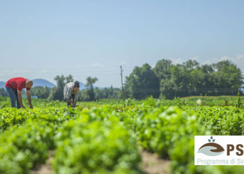 Agricoltura, Veneto proroga scadenza di due bandi PSR