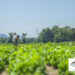 Agricoltura, Veneto proroga scadenza di due bandi PSR