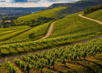 Agricoltura, Lazio: Oltre 15 milioni e 600mila euro a 64 comuni per le infrastrutture agricole