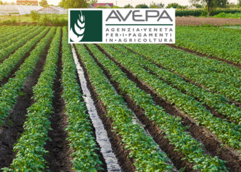 Veneto, campagna aiuti 2022 conclusa con successo grazie ad AVEPA e al nuovo sistema informativo
