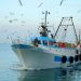 Credito d’Imposta Pesca