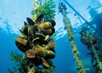 Allevamenti molluschi in crisi per le alte temperature: l’allarme di Unci AgroAlimentare e Mytilus Campaniae