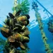 Allevamenti molluschi in crisi per le alte temperature: l’allarme di Unci AgroAlimentare e Mytilus Campaniae