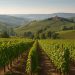 Unci AgroAlimentare, Scognamiglio: dignità, coraggio e visione strategica la rotta per la viticoltura del futuro
